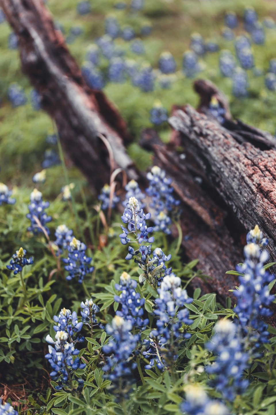 Bluebonnets growing among weathered wood in a native landscape