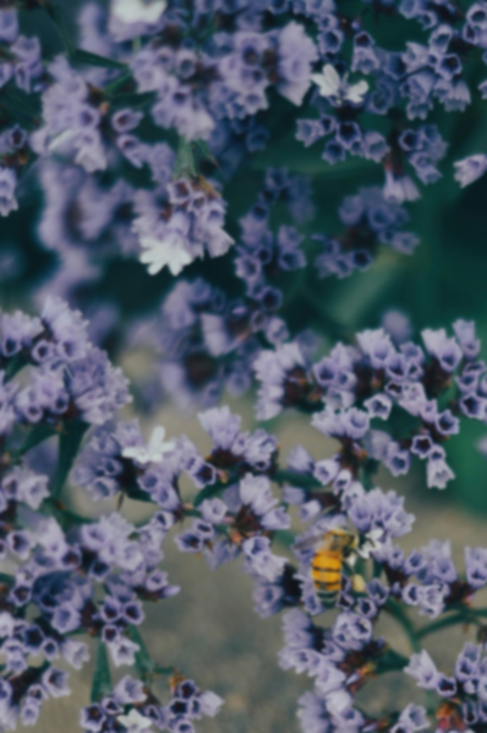 A bee visiting purple flowers in a sunlit habitat